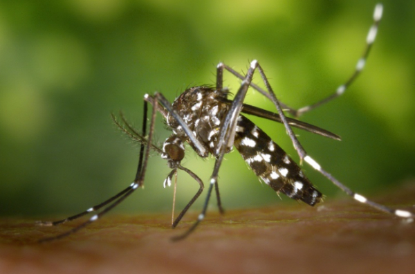 Minas Gerais está novamente em alerta contra a dengue